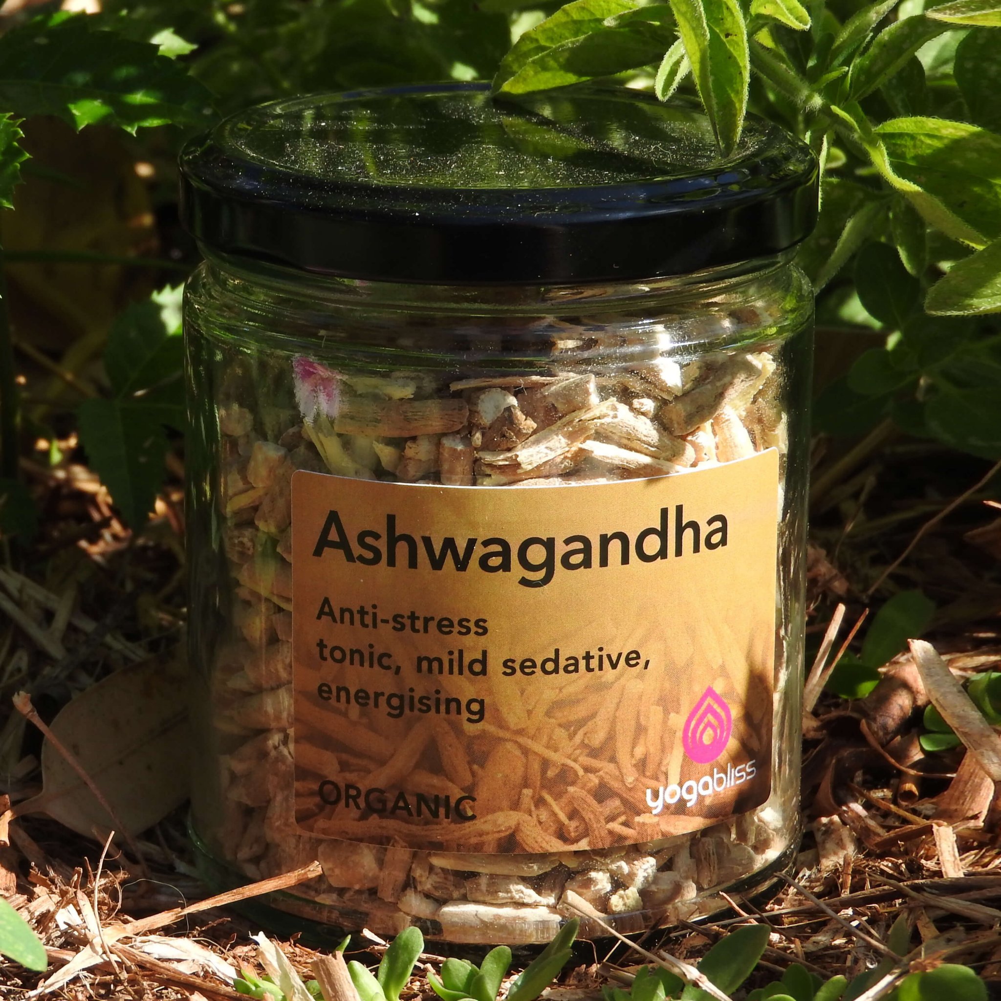 Ashwagandha Indian Winter Cherry Yoga Bliss